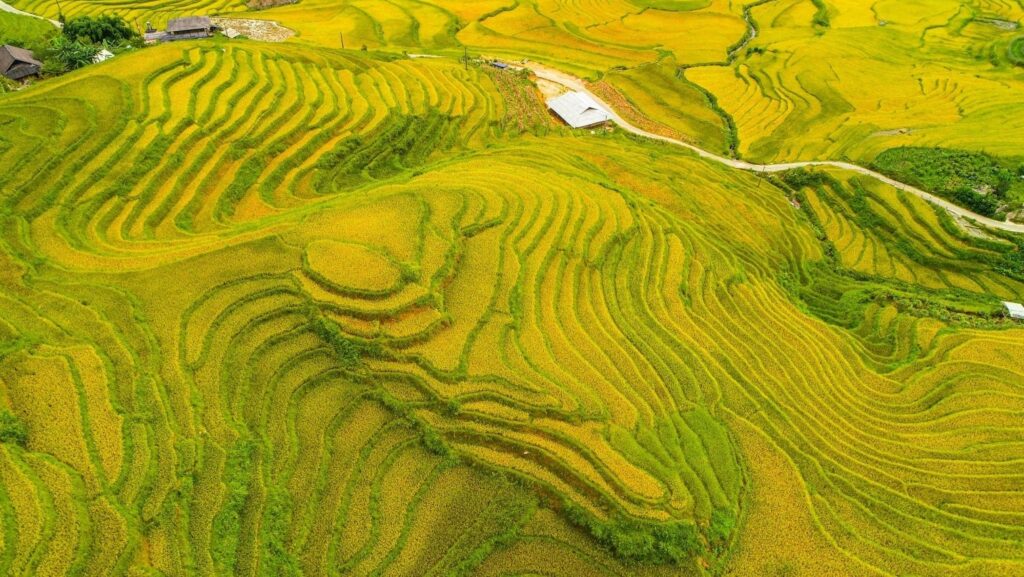 Ruộng bậc thang bản Tả Phìn Sapa