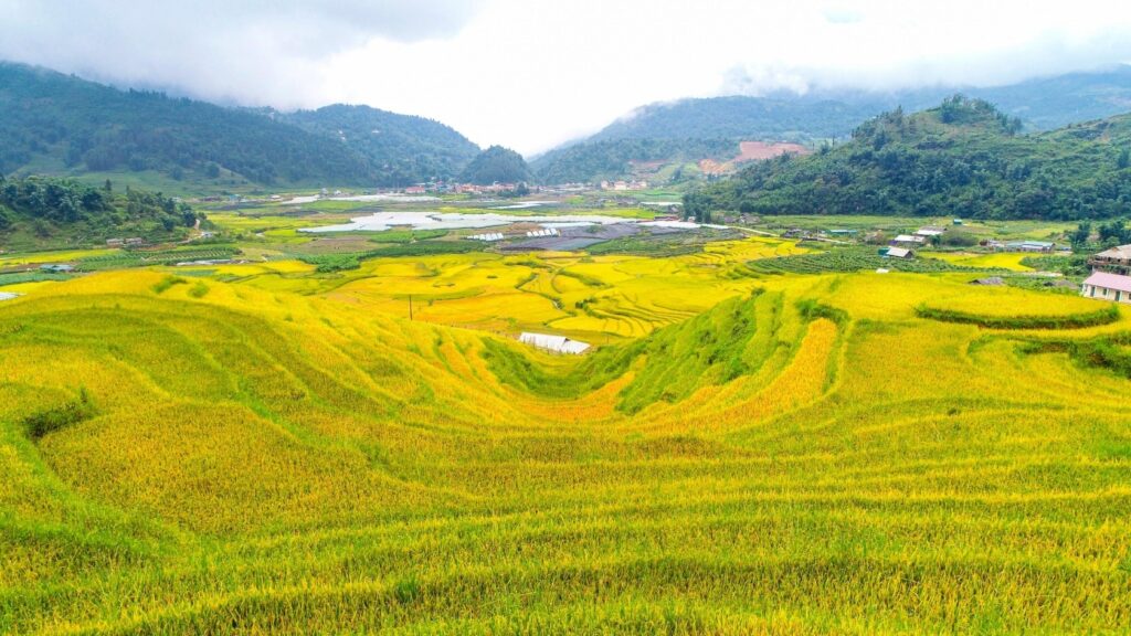 Ruộng bậc thang bản Tả Phìn Sapa