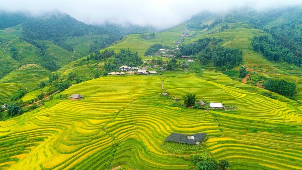 Ruộng bậc thang bản Tả Phìn Sapa